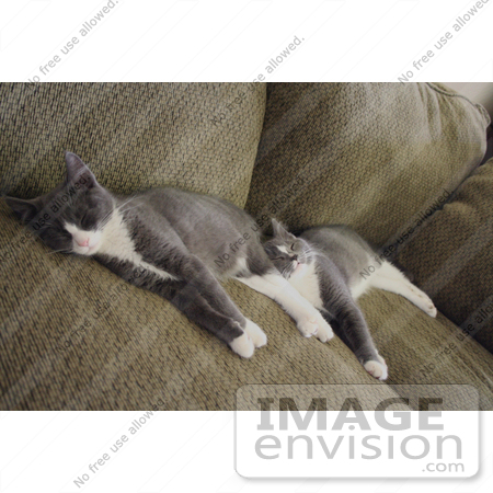 #236 Image of Two Gray Tuxedo Kittens Sleeping by Jamie Voetsch