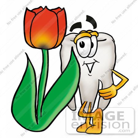 #25326 Clip Art Graphic of a Human Molar Tooth Character With a Red Tulip Flower in the Spring by toons4biz