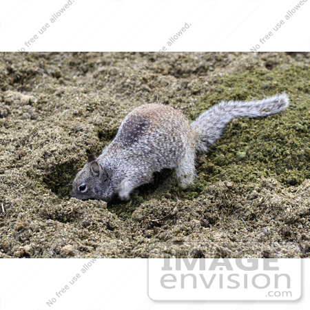 #260 Picture of a Ground Squirrel Digging by Kenny Adams