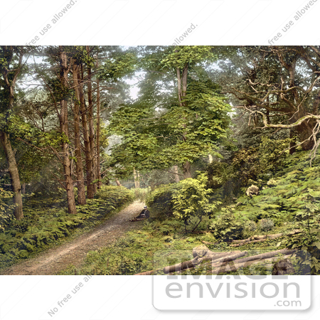 #26884 Stock Photography of A Man Sitting On The Ground Along A Path Through The Woods In Sheringham Norfolk England UK by JVPD