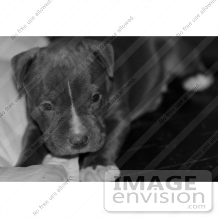 #270 Black and White Picture of Gray Pit-Bull Dog by Kenny Adams
