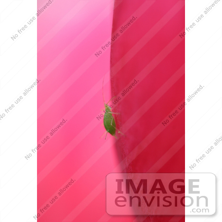 #311 Picture of an Aphid On a Tulip Flower by Kenny Adams