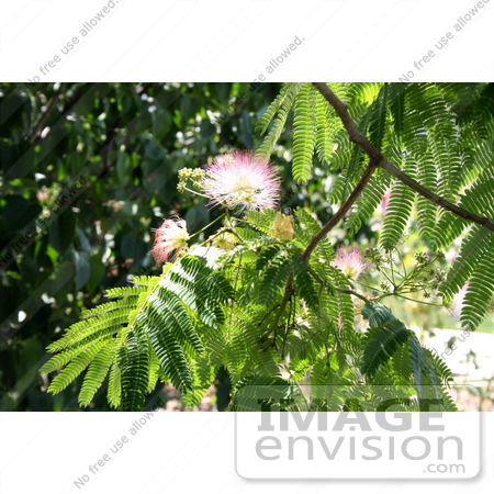 #347 Photo of Flowers on a Mimosa Tree by Jamie Voetsch
