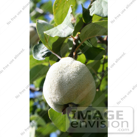 #349 Photo of a Fuzzy Pear on a Pear Tree by Jamie Voetsch