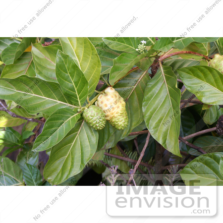 #36549 Stock Photo of a Noni Plant (Morinda Citrifolia) With Two Fruits Growing On The Branches by Jamie Voetsch