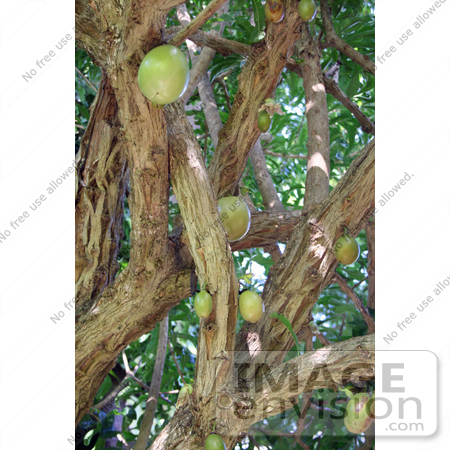 #36550 Stock Photo of Fruits Growing On A Breadfruit Tree (Artocarpus Altilis) by Jamie Voetsch