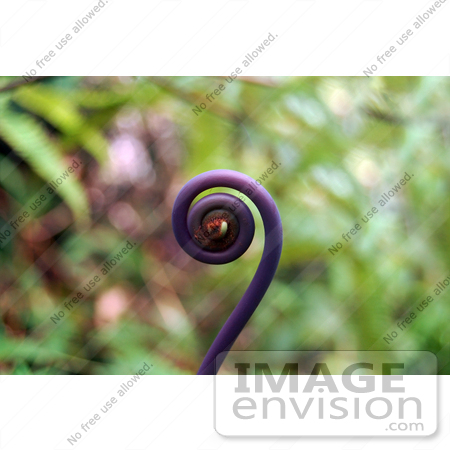 #36767 Stock Photo of a Curling Purple Fiddlehead Fern Frond in Hawaii by Jester Arts