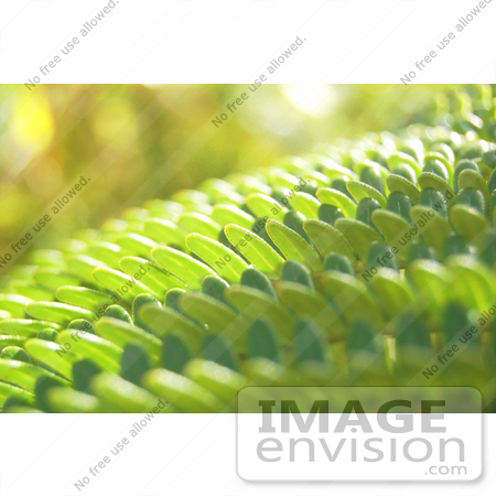 #36768 Stock Photo of a Closeup Of Sunlight Bouncing Off Of Green Fern Leaves by Jester Arts