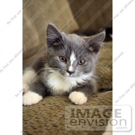 #373 Photograph of a Grey and White Tuxedo Kitten by Jamie Voetsch