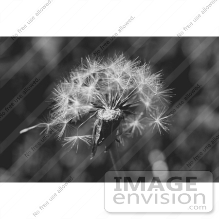 #389 Black and White Image of a Wishy Blow by Jamie Voetsch