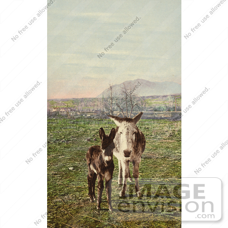 #40663 Stock Photo Of Two Curious Donkeys Staring At The Viewer In A Pasture, Colorado by JVPD
