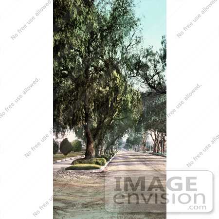#40729 Stock Photo Of Trees Along Marengo Avenue In Pasadena, California by JVPD