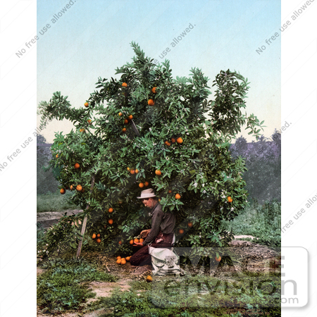 #40731 Stock Photo Of A Man Kneeling While Picking Oranges From A Tree by JVPD