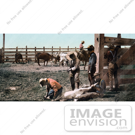 #40798 Stock Photo of Cowboys And Farmers Holding Down A Calf While Canding Their Cattle, Colorado by JVPD