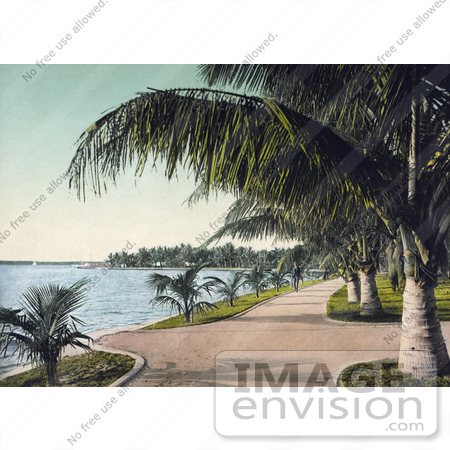 #40807 Stock Photo of Sidewalks Along The Beach, Lined With Palm Trees In Palm Beach, Florida by JVPD