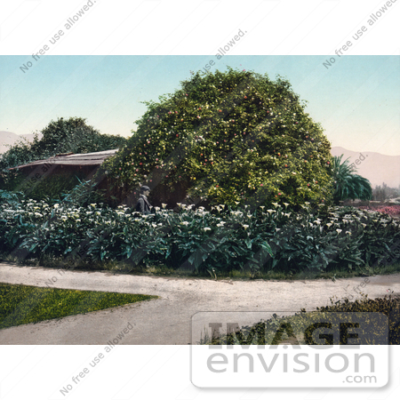 #40877 Stock Photo Of A Man Walking In A Garden Of Calla Lilies Around A Bush Of Gold Of Ophir Roses, Carmelita, Pasadena, California by JVPD