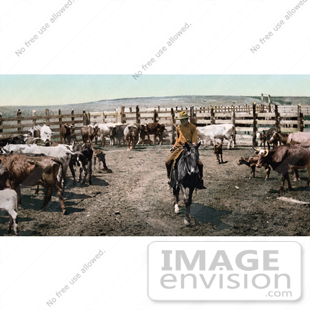 #40931 Stock Photo Of a Cowboy On Horseback, Rounding Up The Cattle In A Corral On A Farm In Colorado by JVPD