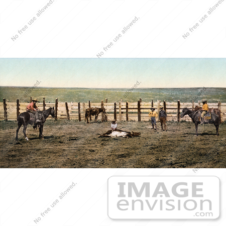 #40936 Stock Photo Of A Farmer And Cowboys Roping A Cow In A Corral On A Colorado Farm by JVPD