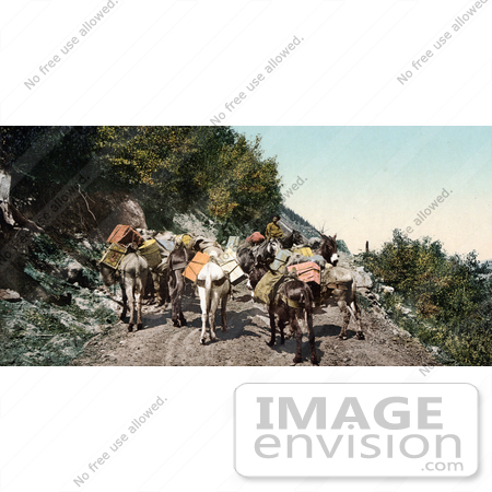 #40951 Stock Photo Of A Pack Train Of Donkeys Transporting Supplies On Mountain Road In Colorado by JVPD