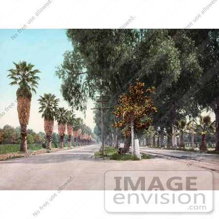 #40953 Stock Photo Of Palm Trees Lining Magnolia Avenue In Riverside, California by JVPD