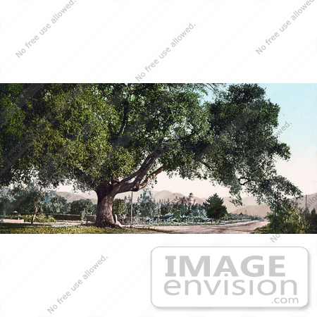 #40963 Stock Photo Of A Large Tree On The Side Of A Road, Orange Grove Avenue In Pasadena, California by JVPD