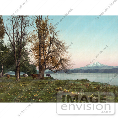 #40968 Stock Photo Of Cattle Grazing On The Banks Of The Columbia River, With Mt Hood In The Distance by JVPD