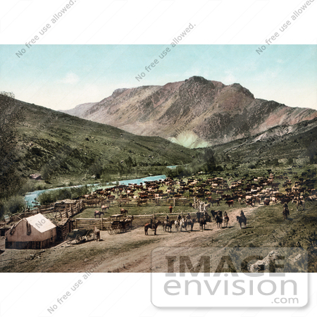 #41031 Stock Photo Of Cowboys Rounding Up Cattle Along The Cimarron River, Colorado by JVPD