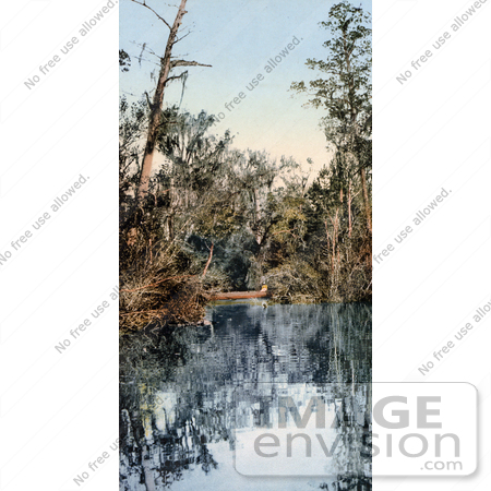 #41050 Stock Photo Of Trees Surrounding Water In A Tributary Of The Saint Johns River In Florida by JVPD