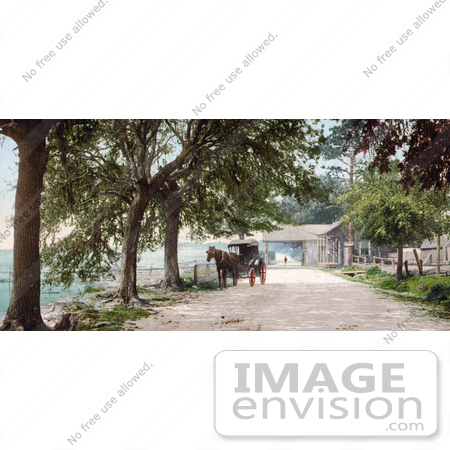 #41068 Stock Photo Of A Horse Pulling A Carriage On Bay Shell Road In Mobile, Alabama by JVPD