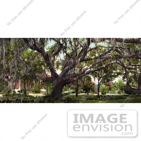 #41072 Stock Photo Of Spanish Moss On The Old Oak Tree At The Tampa Bay Hotel In Florida by JVPD