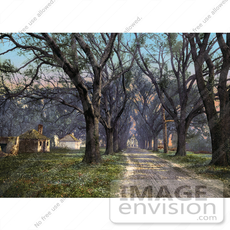 #41124 Stock Photo Of A Tree Lined Dirt Road Through The Hermitage In Savannah, Georgia by JVPD
