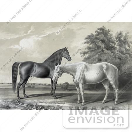 #41287 Stock Illustration of Two Beautiful Horses, Black Hawk And Lady Suffolk, Standing Together by JVPD