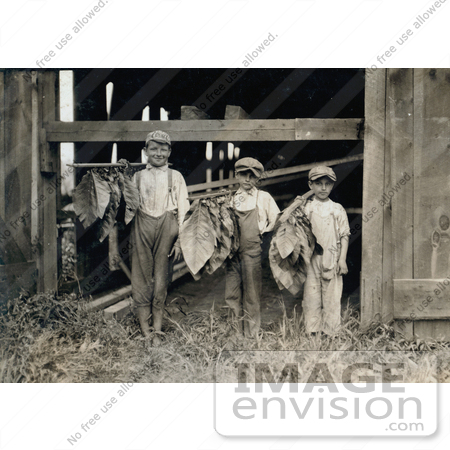 #42334 Stock Photo of Three Leaf Boys Carrying Tobacco Leaves While Working On A Farm In 1917 by JVPD