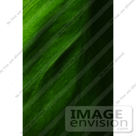 #425 Plant Picture of the Cordatum Philodendron Leaf by Kenny Adams