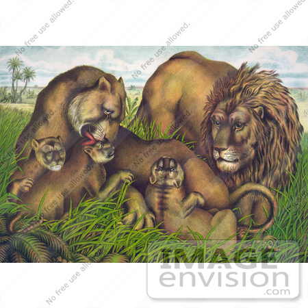 #43221 RF Illustration Of A Family Of Lions, The Mother Grooming Her Cubs by JVPD