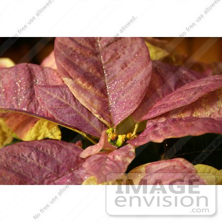#439 Photo of a White Poinsettia Plant Painted Purple by Jamie Voetsch