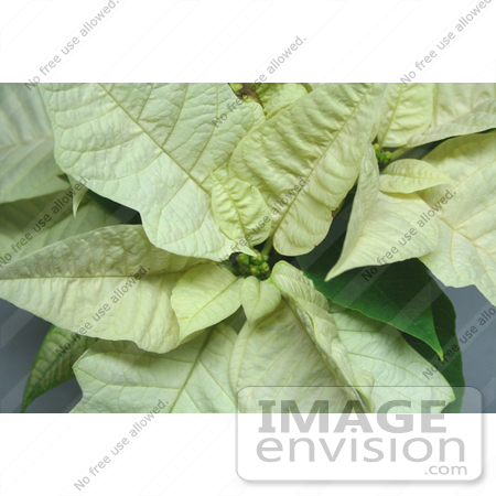 #476 Photo of a White Poinsettia Plant by Jamie Voetsch