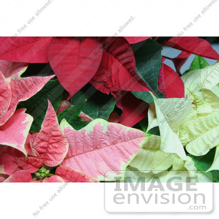 #478 Photo of Red, White and Pink Poinsettia Plants by Jamie Voetsch
