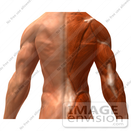 #49779 Royalty-Free (RF) Illustration Of A 3d Closeup Of A Muscle Male Body Back - Version 1 by Julos