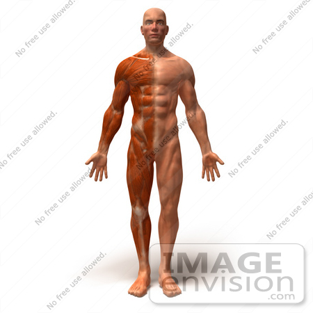 #49781 Royalty-Free (RF) Illustration Of A 3d Muscle Male Body Facing Front - Version 1 by Julos