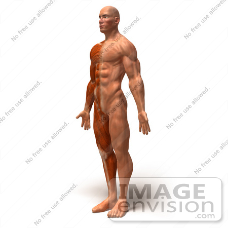 #49782 Royalty-Free (RF) Illustration Of A 3d Muscle Male Body Facing Left - Version 3 by Julos