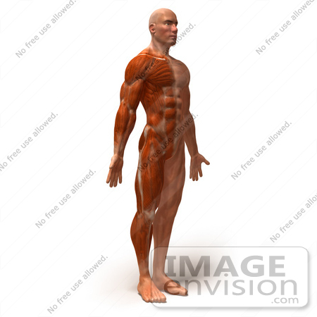 #49785 Royalty-Free (RF) Illustration Of A 3d Muscle Male Body Facing Right - Version 4 by Julos