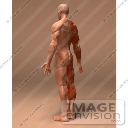 #49925 Royalty-Free (RF) Illustration Of A 3d Human Body Muscle Tissue Facing Away - Version 2 by Julos