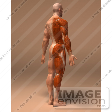 #49927 Royalty-Free (RF) Illustration Of A 3d Human Body Muscle Tissue Facing Away - Version 3 by Julos