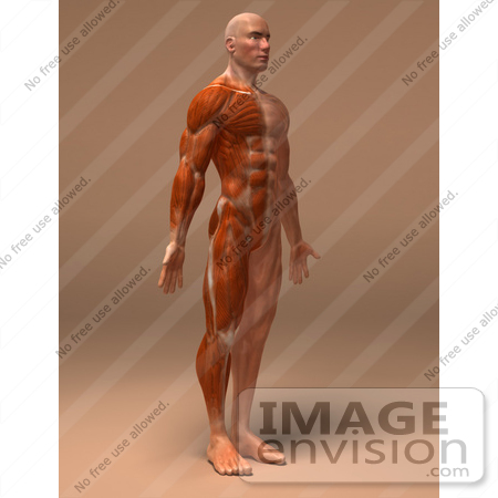 #49930 Royalty-Free (RF) Illustration Of A 3d Human Body Muscle Tissue Facing Right - Version 3 by Julos