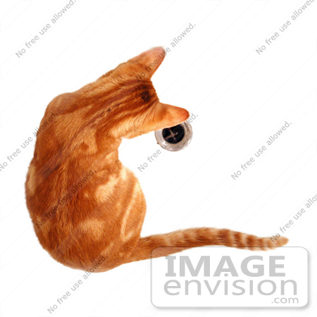 #502 Photograph of an Orange Cat Looking Down a Drain by Jamie Voetsch