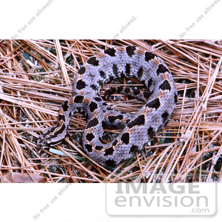 #5073 Stock Photography of a Venomous Pygmy Rattlesnake by JVPD