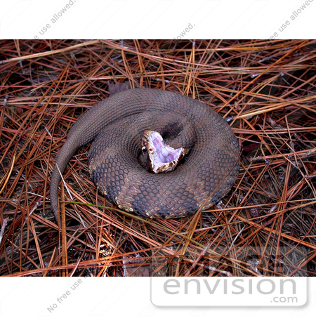 #5079 Stock Photography of an Eastern Cottonmouth Snake (Agkistrodon piscivorus) by JVPD