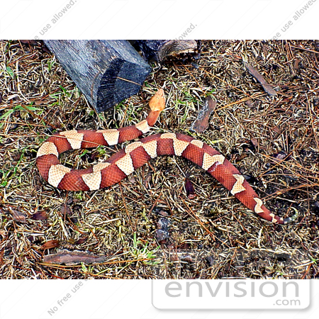 #5080 Stock Photography of a Broadbanded Copperhead (Agkistrodon contortrix laticinctus) by JVPD