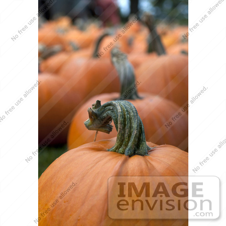 #53692 Royalty-Free Stock Photo of Pumpkins In Field 5 by Maria Bell